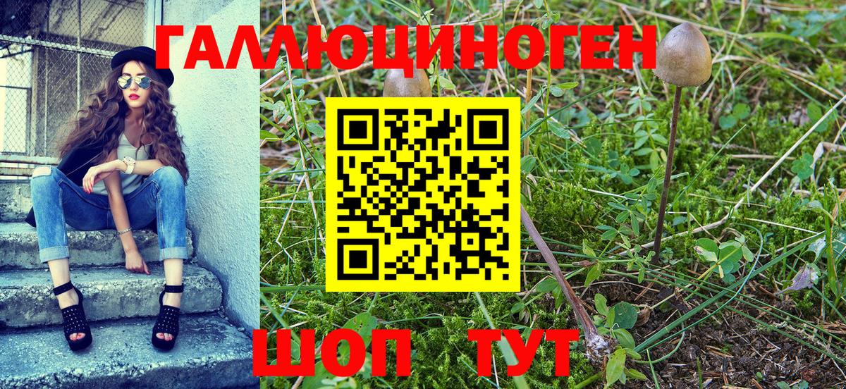 Галлюциногенные грибы MAGIC MUSHROOMS  наркошоп  Вход с VPN  Выборг  Псилоцибиновые грибы Psilocybine cubensis 